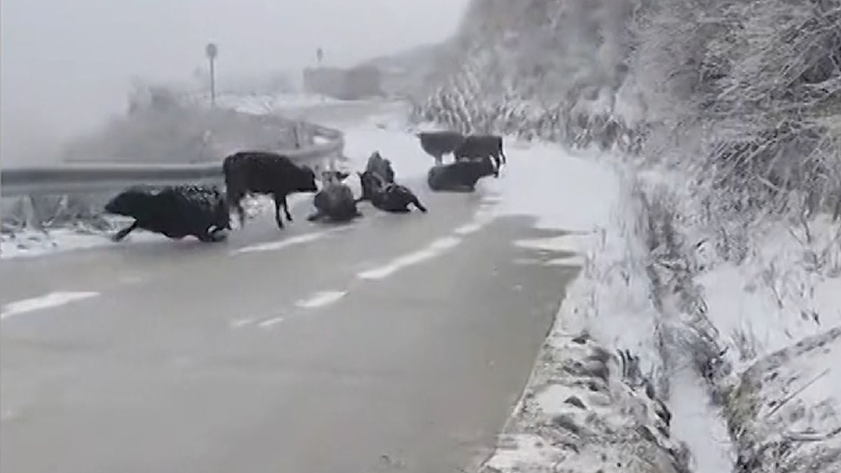 Krávy klouzaly na zledovatělé silnici jako namydlené